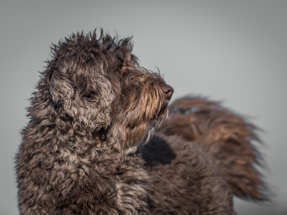 Vitamina para Cachorro Engordar ou Ganhar Pelo: Quando é Necessário?