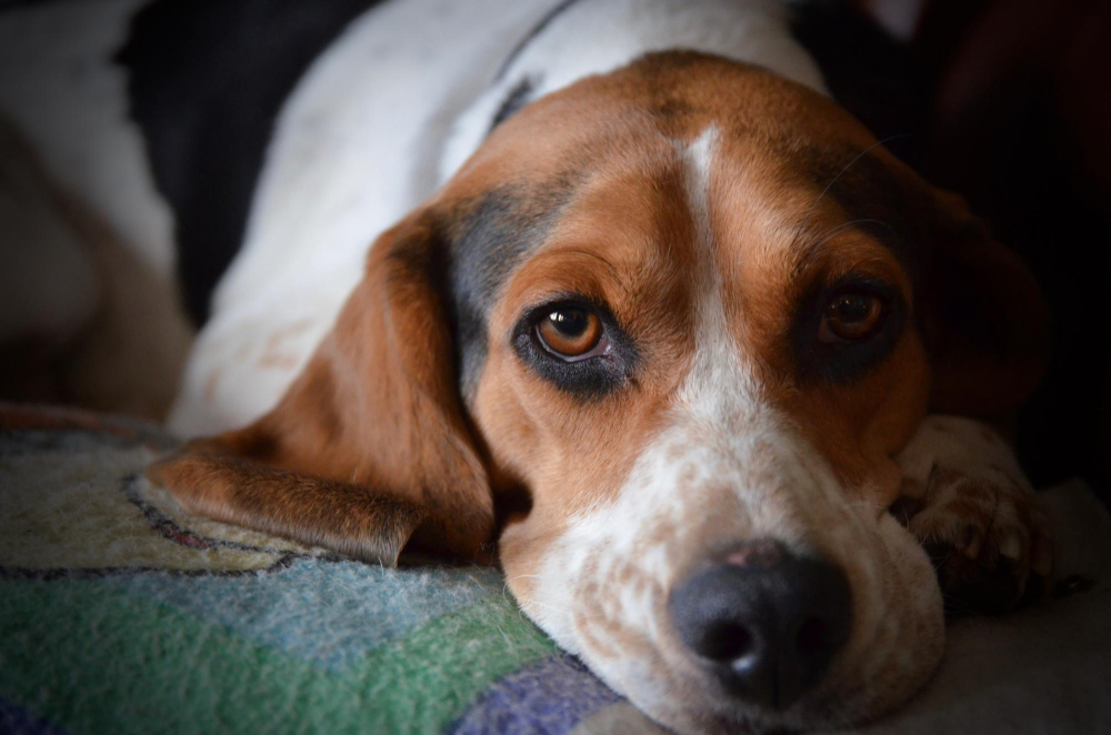 Como Acalmar Cachorro com Ansiedade de Separação: O Guia Definitivo do João Cachorro