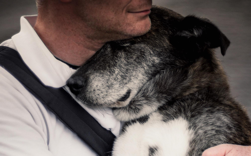 Sinais de Dor no Cachorro: 5 Coisas que Ele Faz e Você Não Percebe