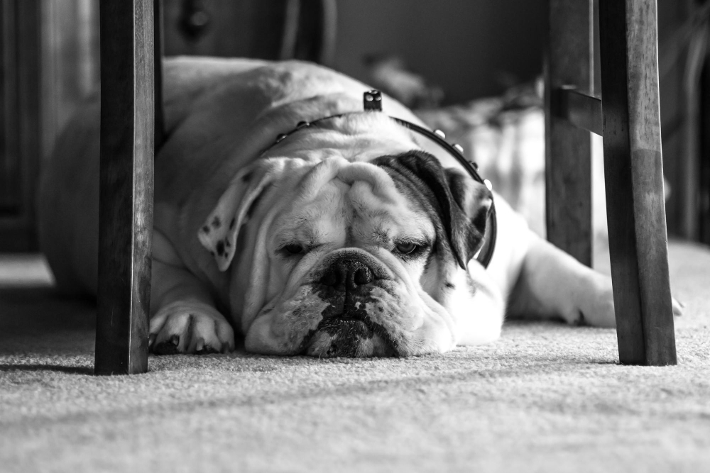 Como Acalmar Cachorro com Ansiedade de Separação: O Guia Definitivo do João Cachorro