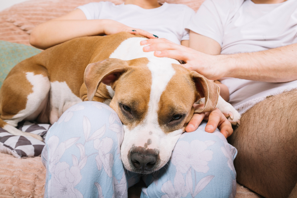 Sinais de Dor no Cachorro: 5 Coisas que Ele Faz e Você Não Percebe