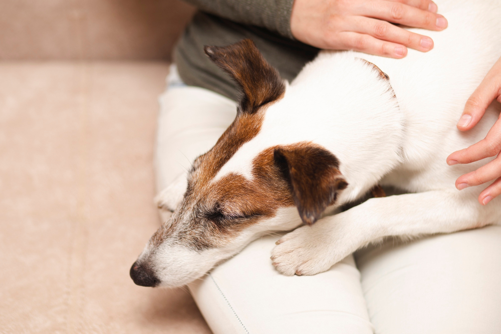 Alergia e Coceira em Cães: Pode Ser a Ração? Entenda os Sintomas e Soluções