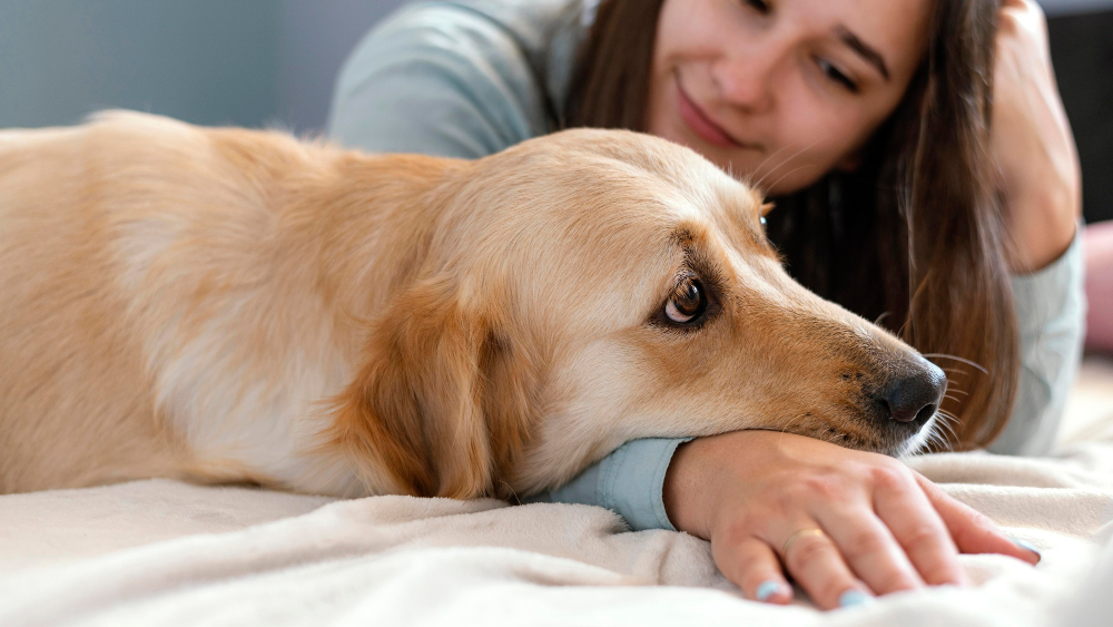 Alergia e Coceira em Cães: Pode Ser a Ração? Entenda os Sintomas e Soluções
