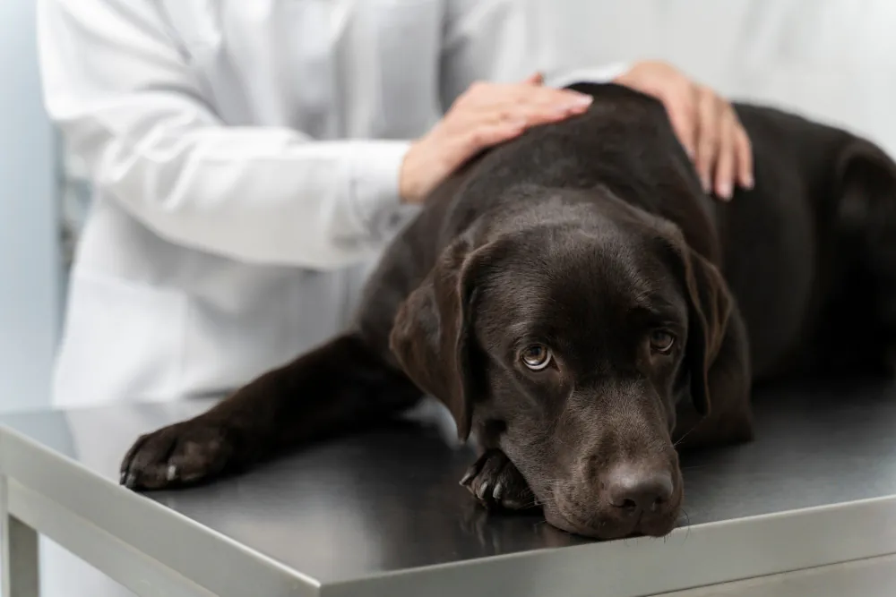 Alergia e Coceira em Cães: Pode Ser a Ração? Entenda os Sintomas e Soluções