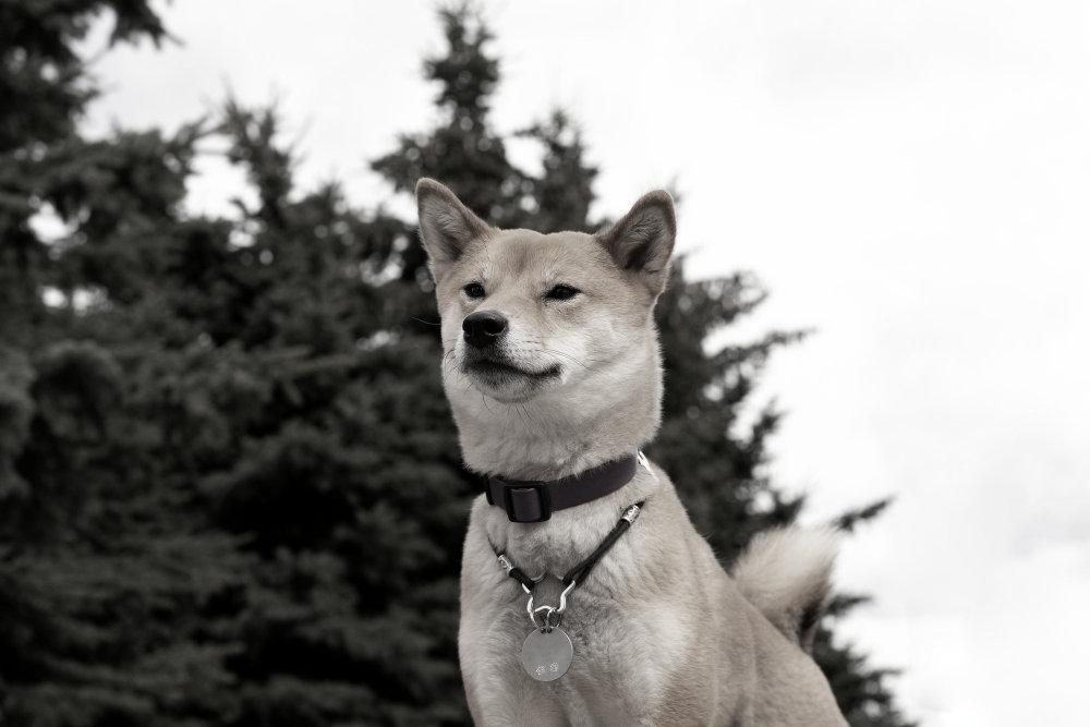 Akita Inu - Qual foi a primeira raça de cães do mundo? Descubra a origem!