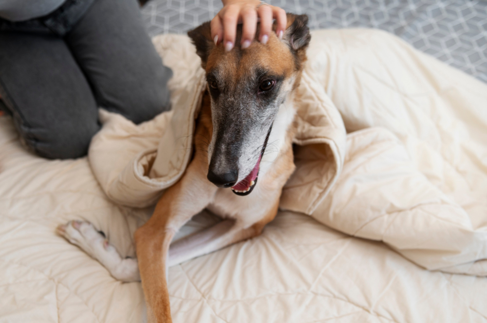 Sinais de Dor no Cachorro: 5 Coisas que Ele Faz e Você Não Percebe