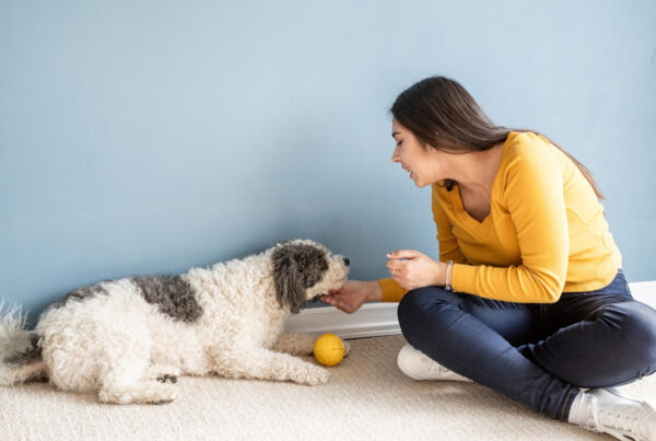 Adestramento Positivo em Casa: O Método Caramelo para Cães