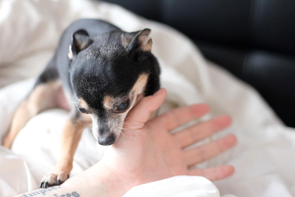 Sinais de Dor no Cachorro: 5 Coisas que Ele Faz e Você Não Percebe