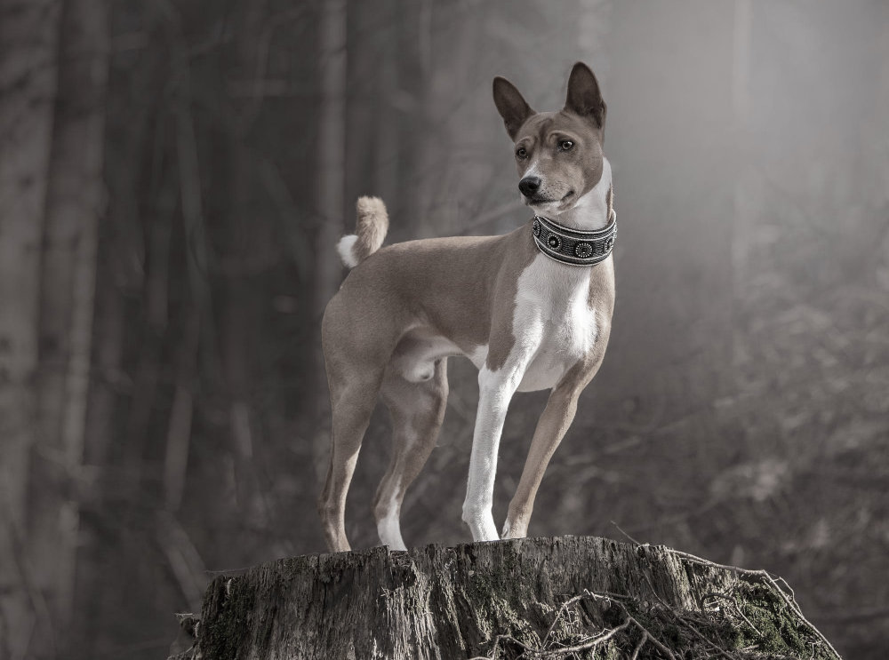 Basenji - Qual foi a primeira raça de cães do mundo? Descubra a origem!