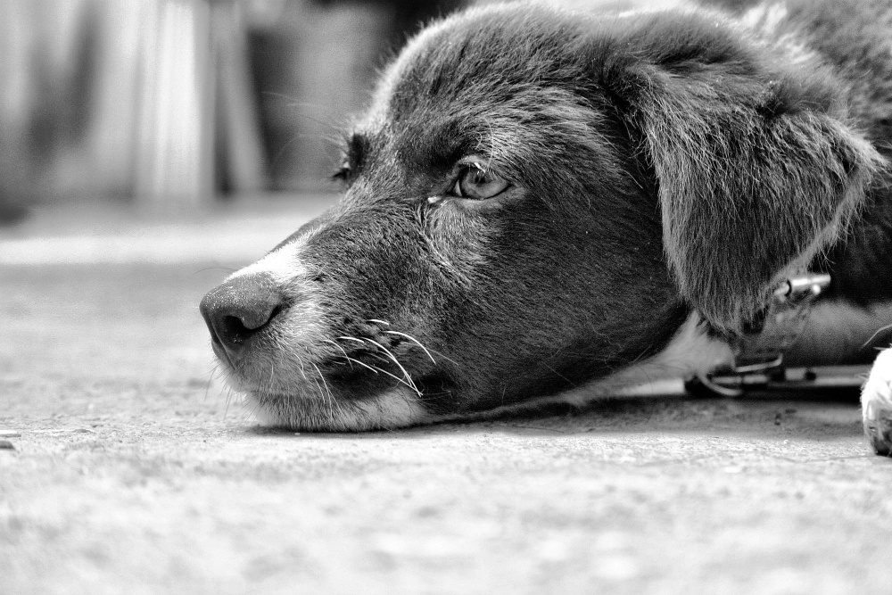 Como Acalmar Cachorro com Ansiedade de Separação: O Guia Definitivo do João Cachorro