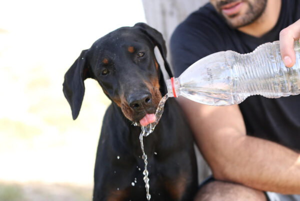 Seu Cachorro Está Bebendo Muita Água?
