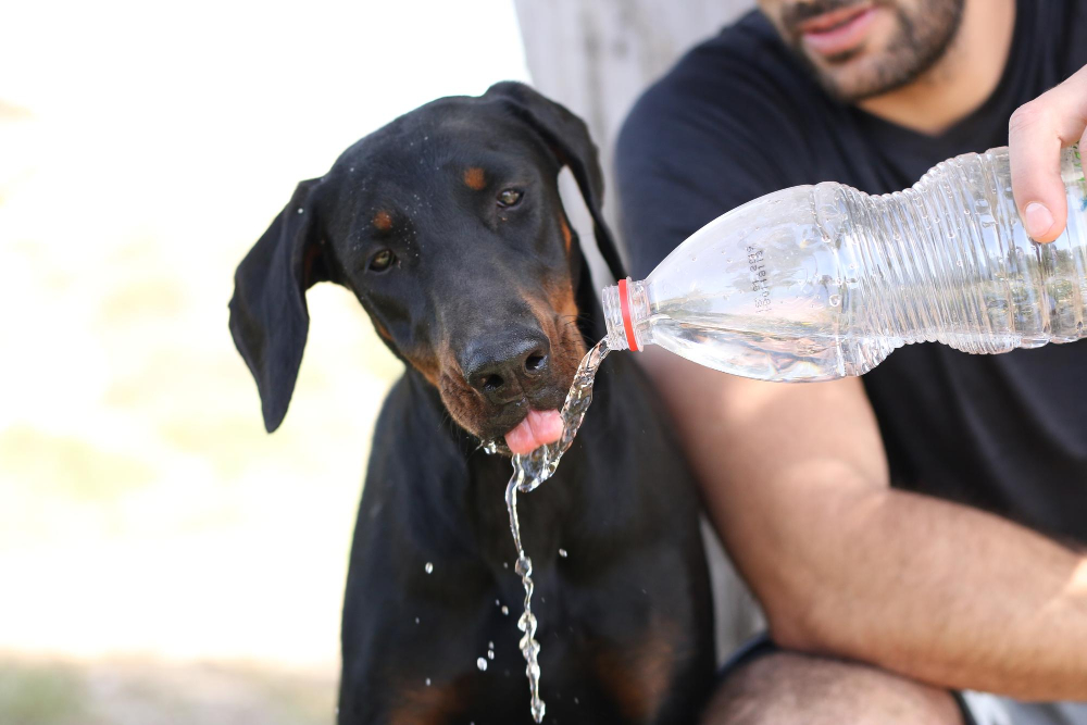 Seu Cachorro Está Bebendo Muita Água?