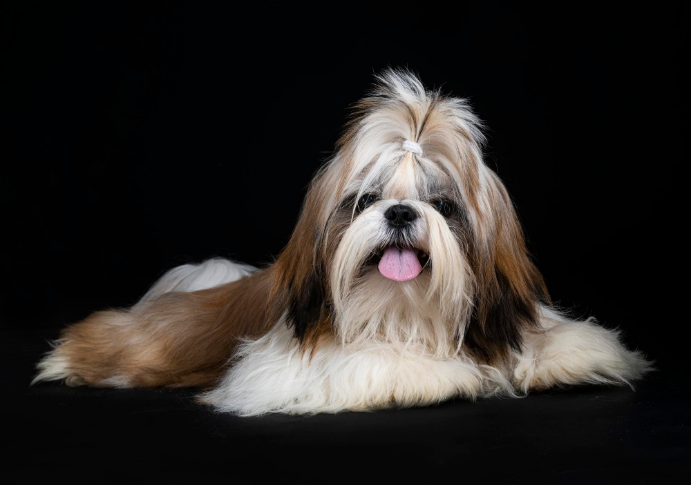 Quanto Custa um Shih Tzu? O Guia Completo de Preços e Despesas Anuais (2025)