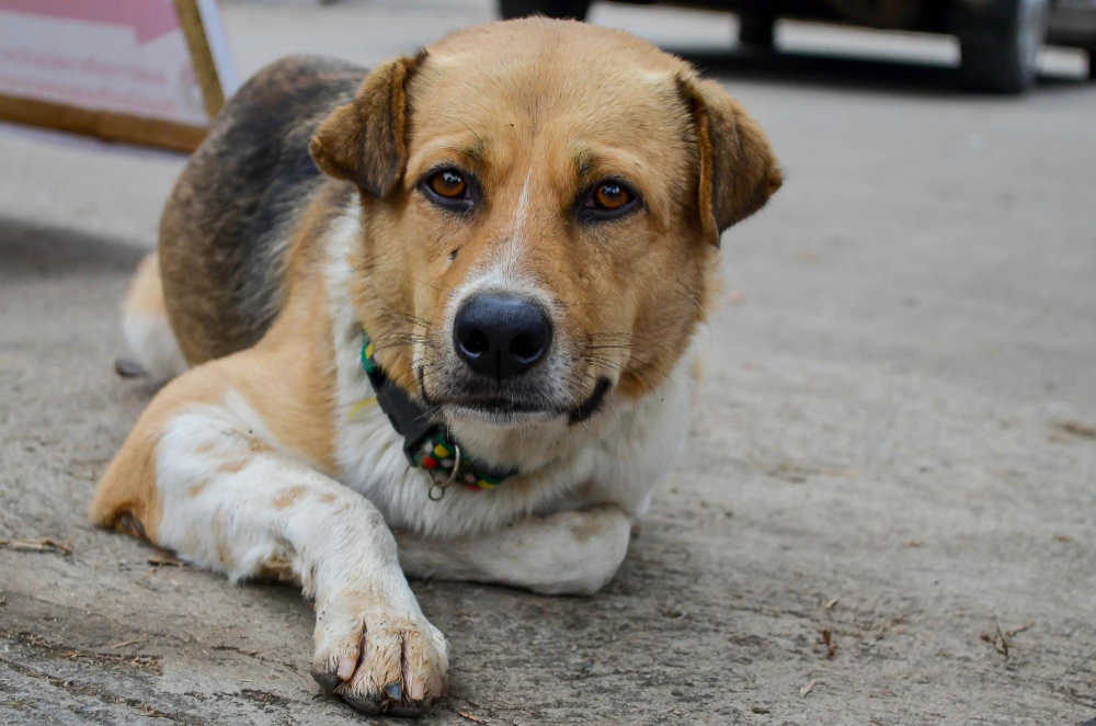 Alergia e Coceira em Cães Pode Ser a Ração Entenda os Sintomas e Soluções