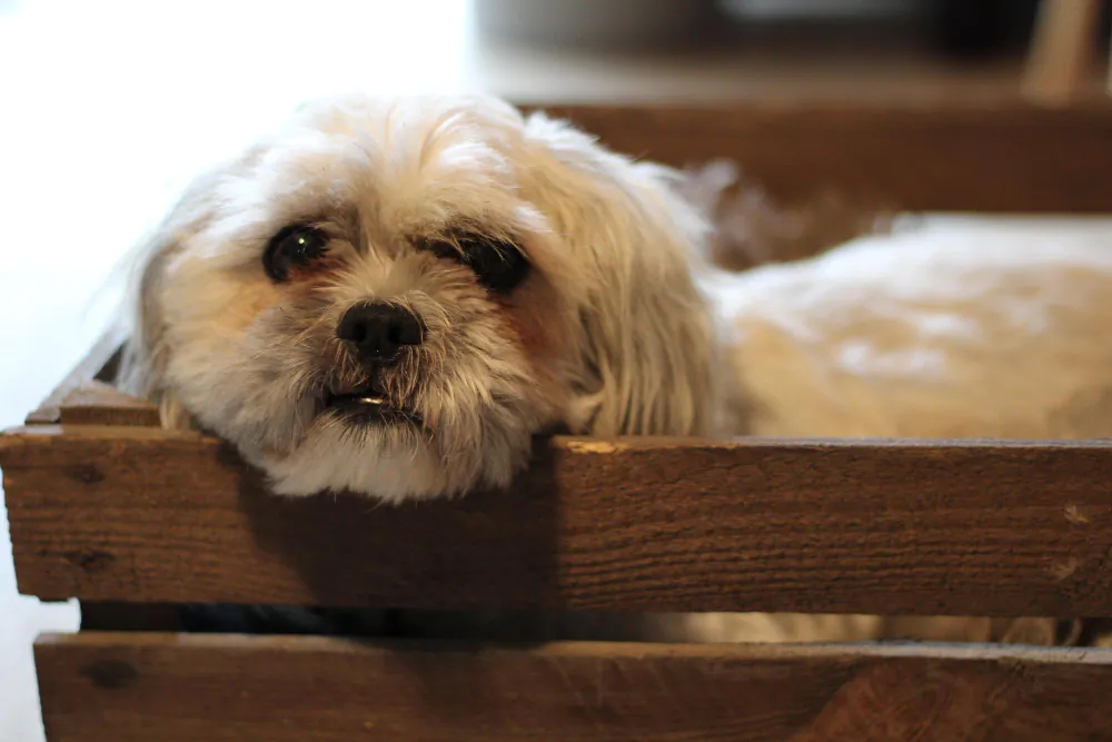 Quanto Custa um Shih Tzu? O Guia Completo de Preços e Despesas Anuais
