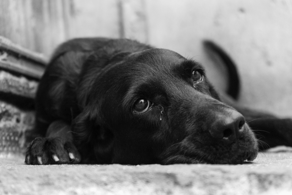 Como Acalmar Cachorro com Ansiedade de Separação: O Guia Definitivo do João Cachorro