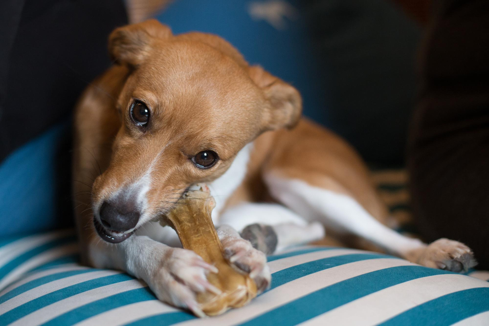 Quanto Custa Manter um Cachorro no Brasil em 2026? Planilha Realista 4 O Cenário do Mercado Pet no Brasil em 2026