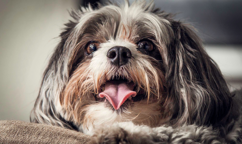Quanto Tempo Vive um Shih Tzu? O Guia Completo para Aumentar a Longevidade do Seu 