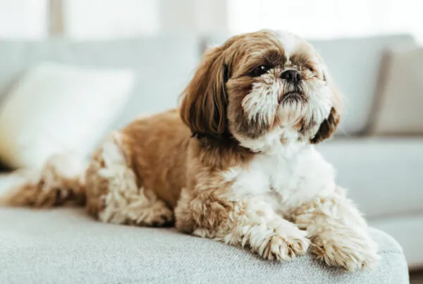 Quanto Tempo Vive um Shih Tzu? O Guia Completo para Aumentar a Longevidade do Seu "Pequeno Leão"