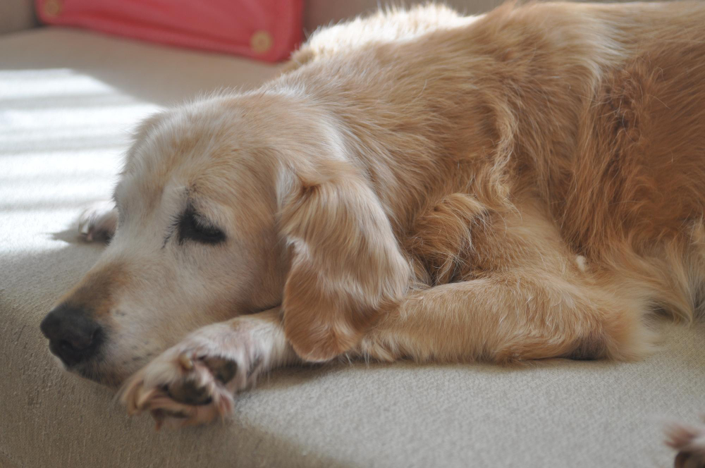 Alergia e Coceira em Cães: Pode Ser a Ração? Entenda os Sintomas e Soluções
