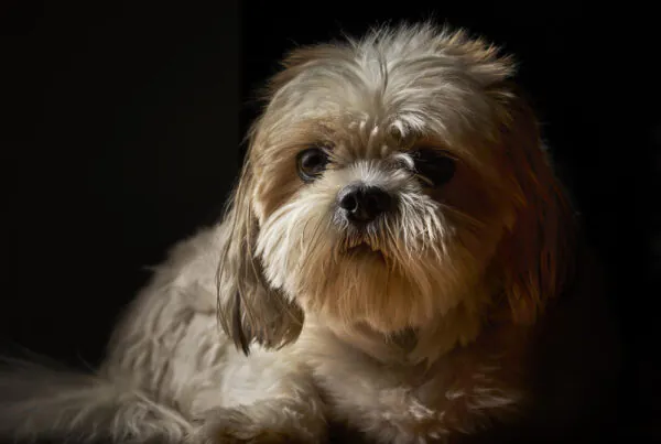 Quanto Custa um Shih Tzu? O Guia Completo de Preços e Despesas Anuais