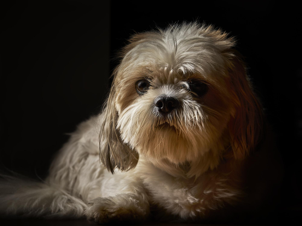 Home 25 Quanto Custa um Shih Tzu? O Guia Completo de Preços e Despesas Anuais