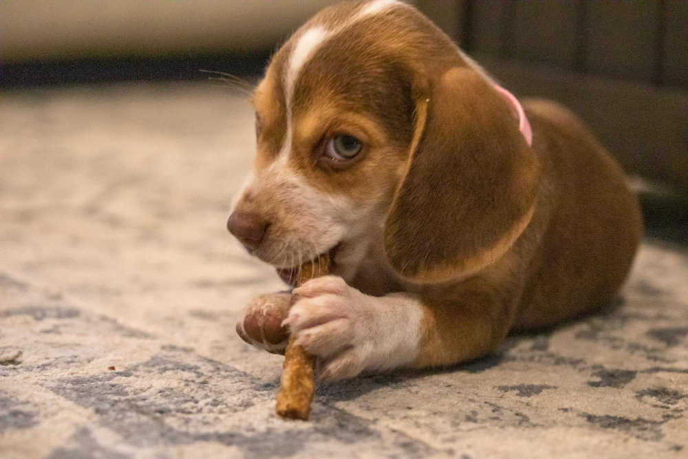 Quanto Custa Manter um Cachorro no Brasil em 2026? Planilha Realista 3 O Cenário do Mercado Pet no Brasil em 2026