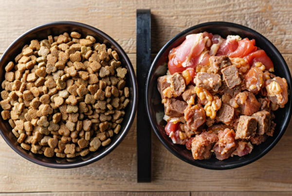 Alimentação Natural vs Ração: O Grande Debate Nutricional para Cães