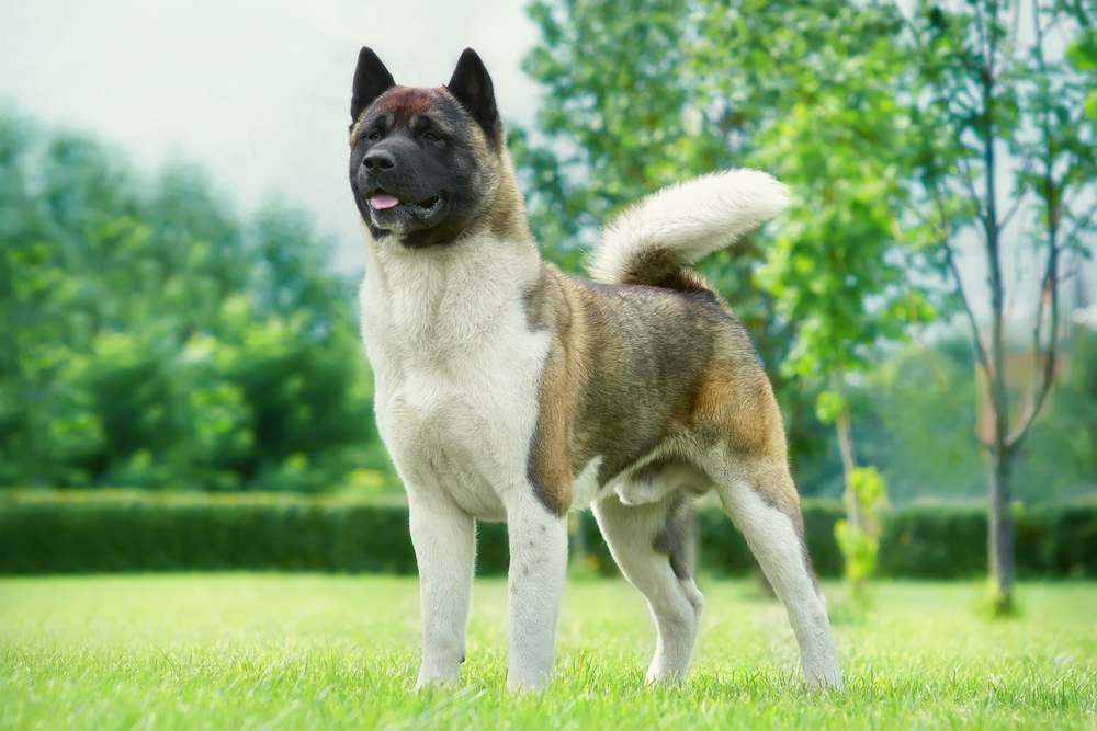 Raça Akita 