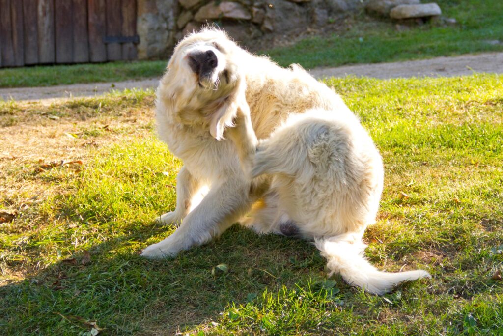 Alergia e Coceira em Cães Pode Ser a Ração Entenda os Sintomas e Soluções