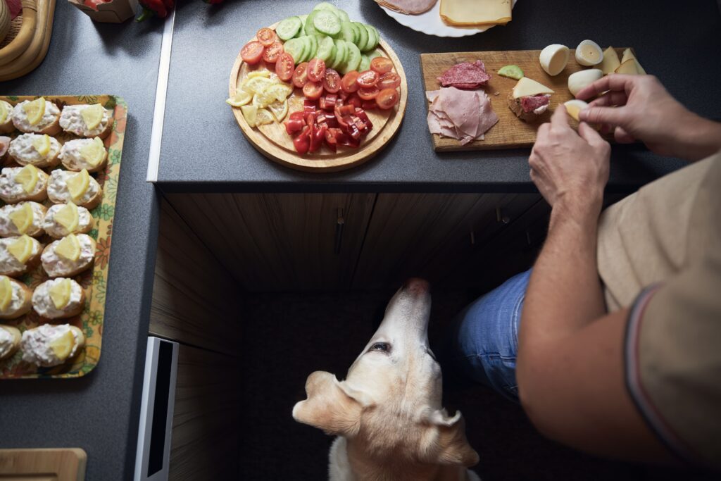 Alimentação Natural para Cães: Vale a Pena ou é Perigoso?