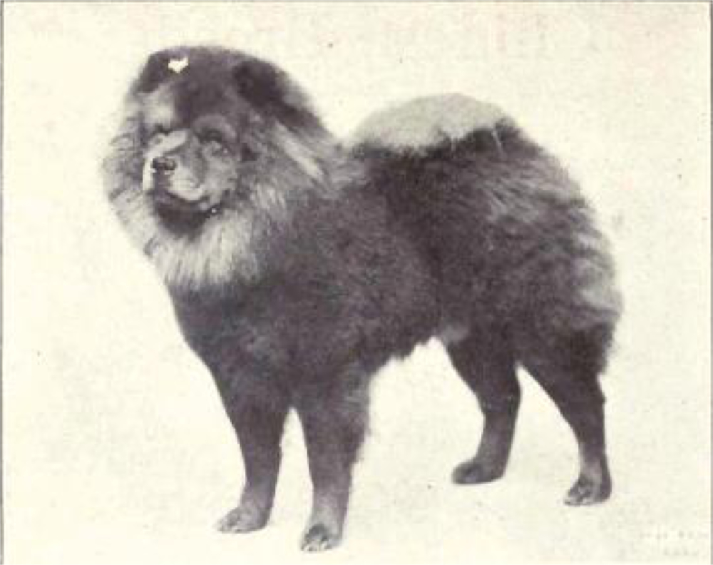 Chow Chow - Qual foi a primeira raça de cães do mundo? Descubra a origem!