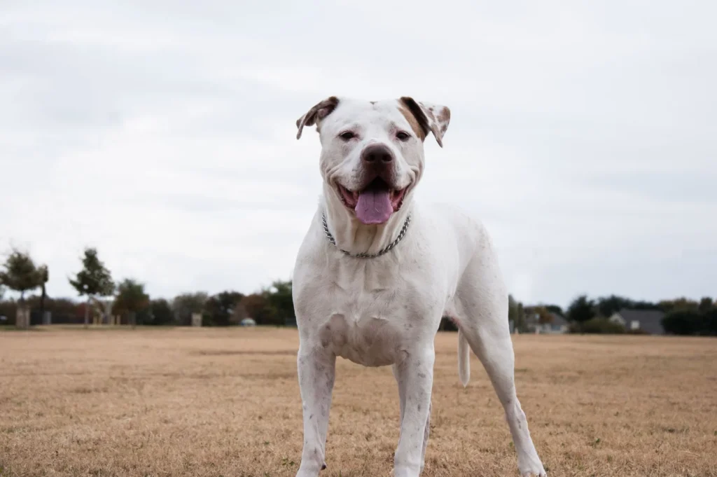 Dogo Argentino