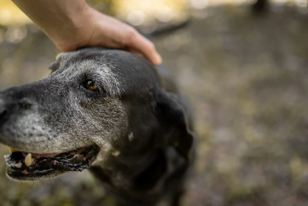 Eutanásia em Animais Um Guia Sensível e Necessário do João Cachorro