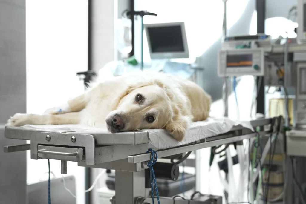 Eutanásia em Animais Um Guia Sensível e Necessário do João Cachorro