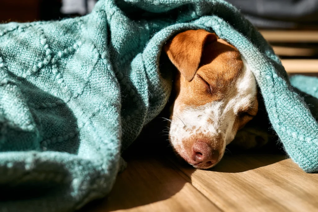 Eutanásia em Animais Um Guia Sensível e Necessário do João Cachorro