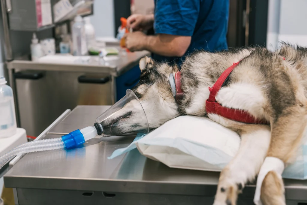 Eutanásia em Animais Um Guia Sensível e Necessário do João Cachorro