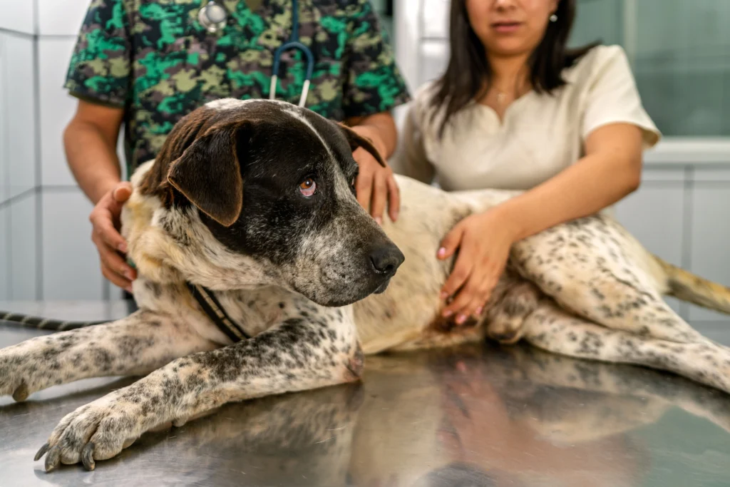 Eutanásia em Animais Um Guia Sensível e Necessário do João Cachorro