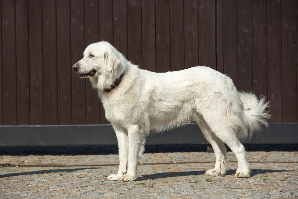 Cão de Montanha dos Pirineus (Great Pyrenees)