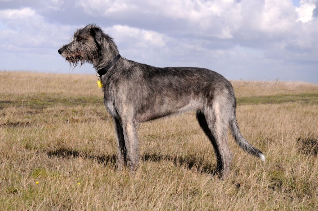 Lébrel Irlandês (Irish Wolfhound)