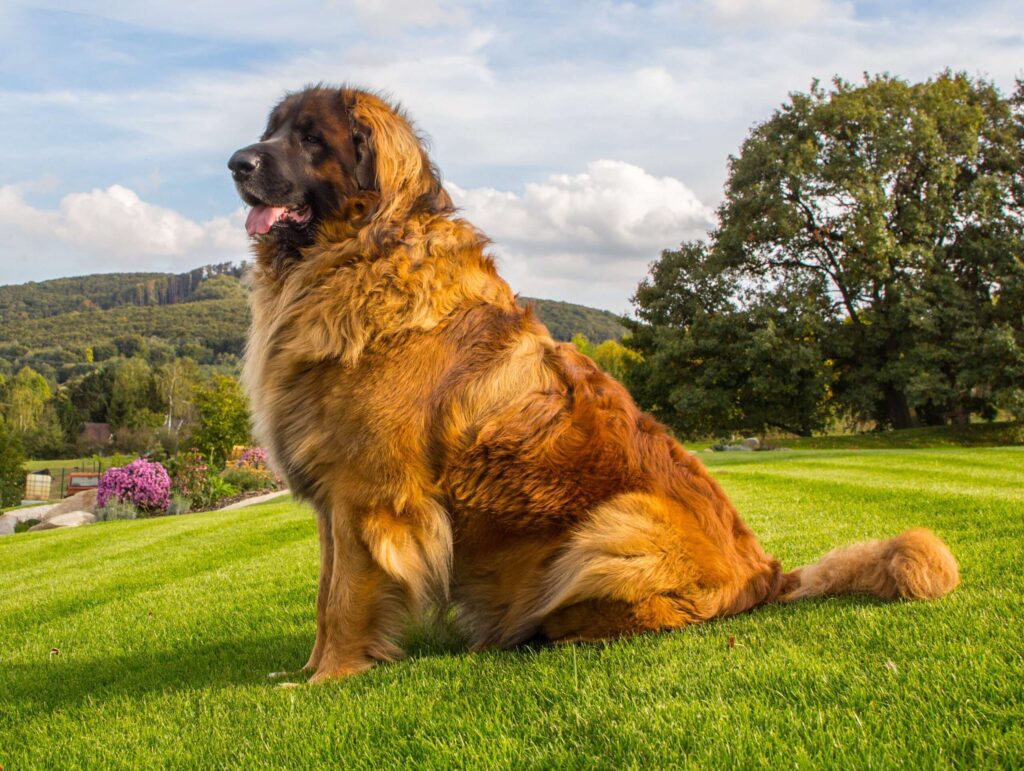 Raça Leonberger