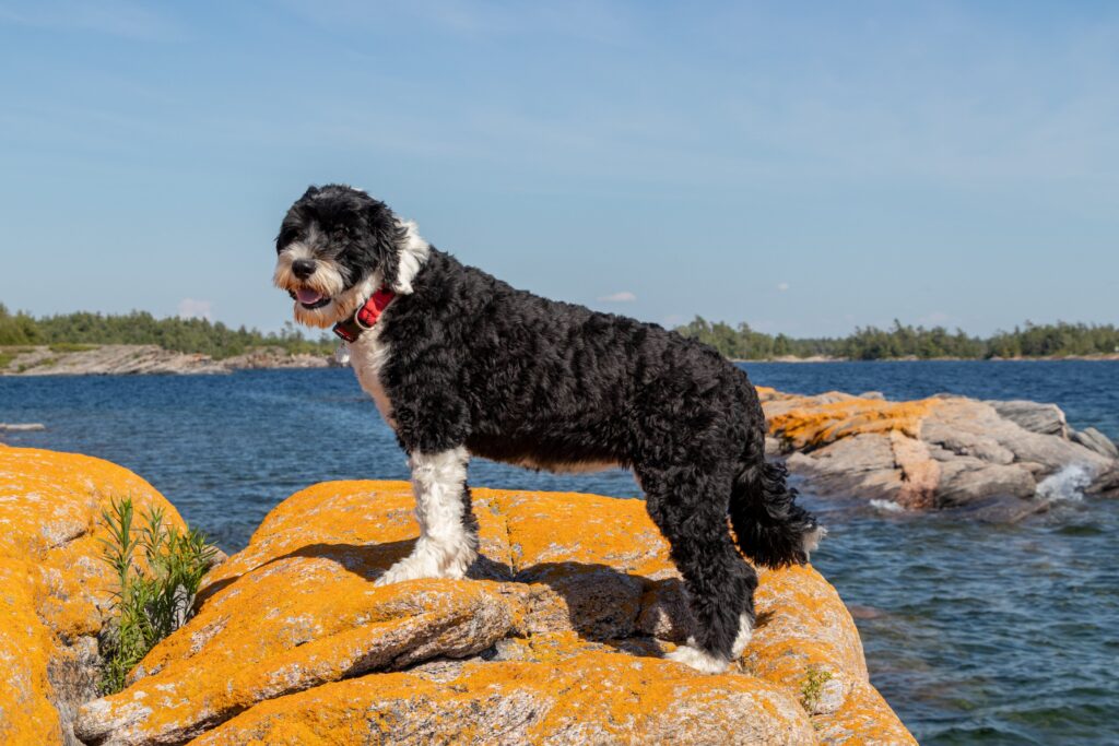 Portuguese Water Dog Cachorros que Não Soltam Pelo: O Guia Definitivo de Raças Hipoalergênicas do João Cachorro