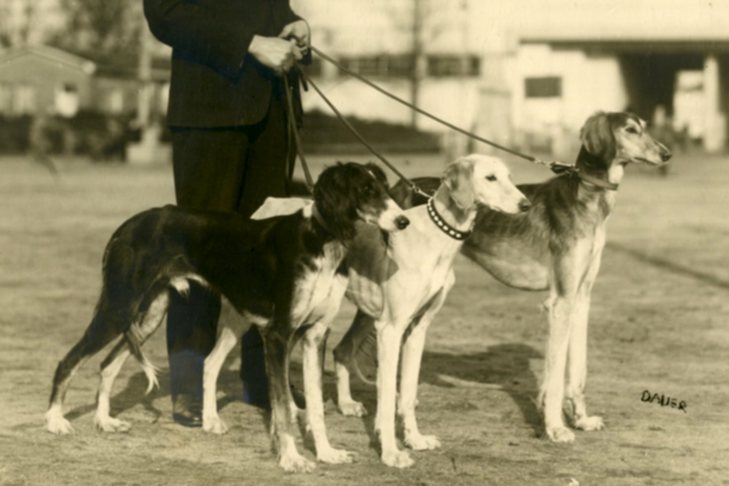 Saluki - Qual foi a primeira raça de cães do mundo? Descubra a origem!