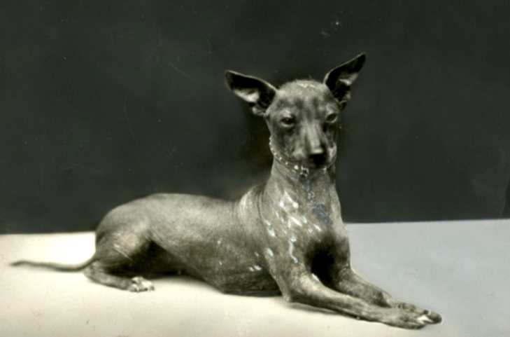Sparkey G., Xoloitzcuintli; c. 1959 - Qual foi a primeira raça de cães do mundo? Descubra a origem!
