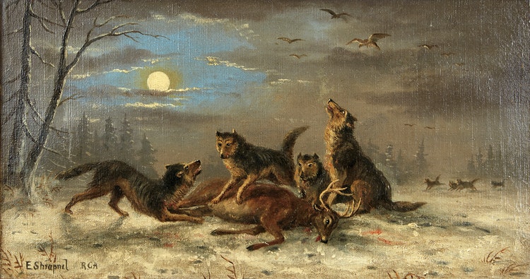 Qual foi a primeira raça de cães do mundo? Descubra a origem!
