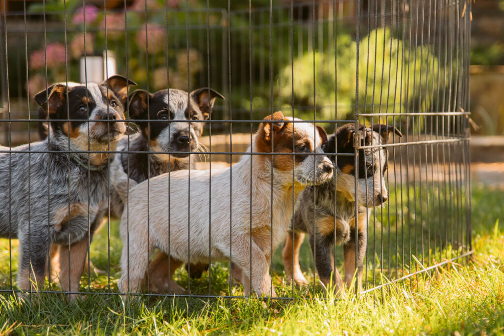 Ansiedade de Separação: O Que Fazer Quando Seu Cachorro Chora Sozinho