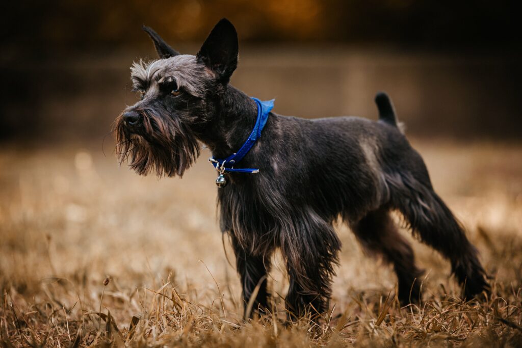 schnauzer  Cachorros que Não Soltam Pelo: O Guia Definitivo de Raças Hipoalergênicas do João Cachorro