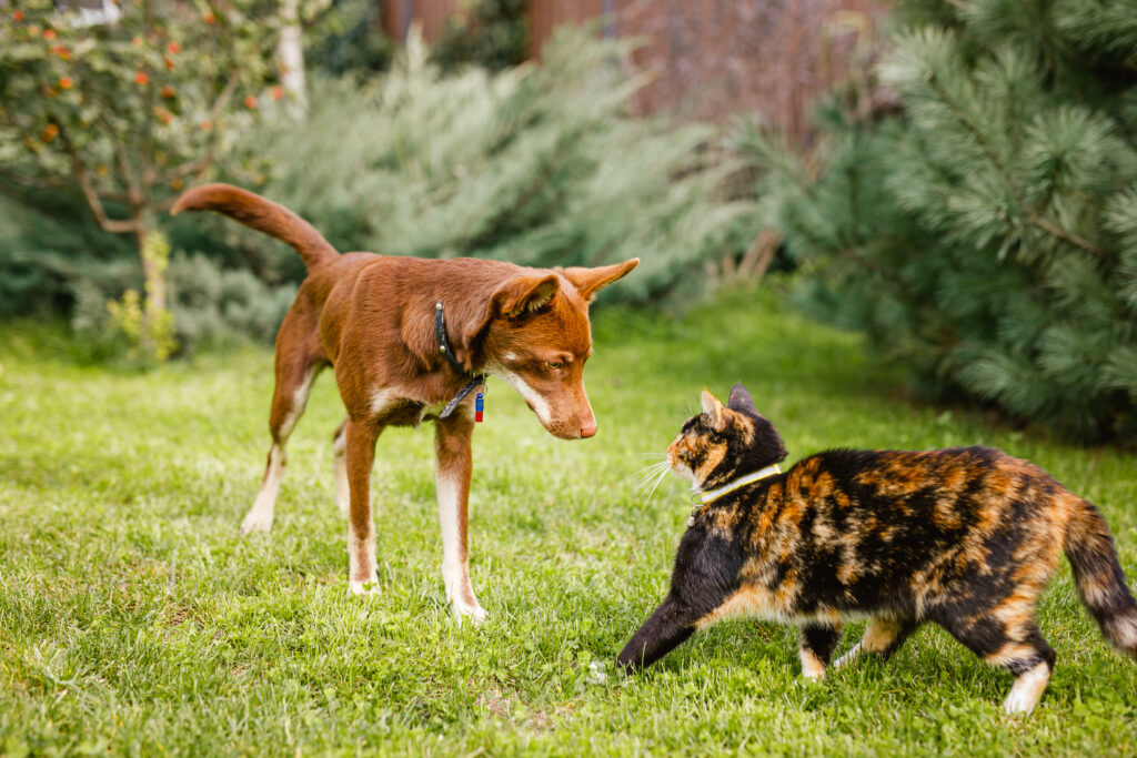 O que os Gatos Mais Temem? O Guia do João Cachorro para Entender a Psicologia Felina