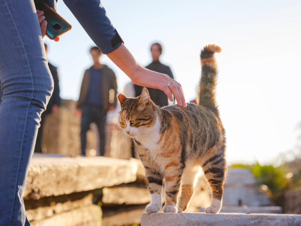 O que os Gatos Mais Temem? O Guia do João Cachorro para Entender a Psicologia Felina