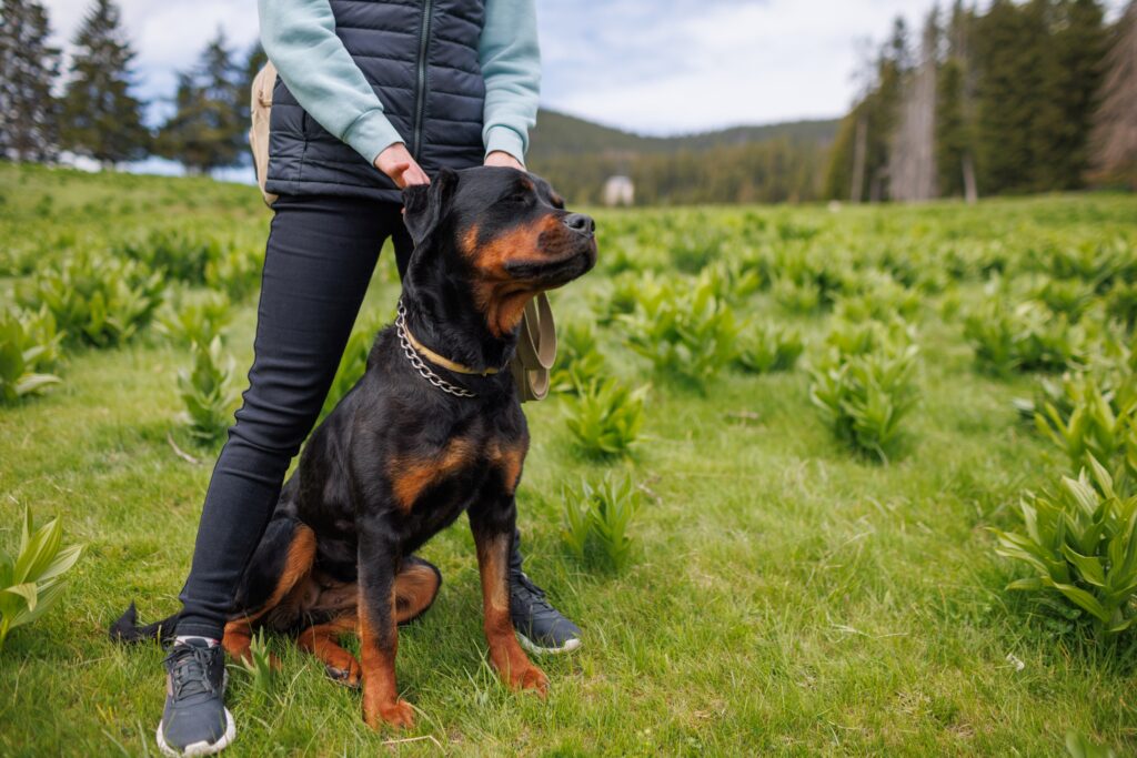 Liderança e Adestramento Positivo: O Guia do João Cachorro para um Líder Confiável